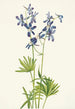 Pied d'alouette mince Delphinium depauperatum - Mary Vaux Walcott — weergave van het kunstwerk