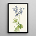 Pied d'alouette mince Delphinium depauperatum - Mary Vaux Walcott — ingelijst kunstwerk aan de muur