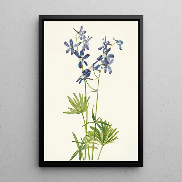 Mary Vaux Walcott - Slim Larkspur Delphinium depauperatum.webp