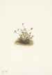 Canneberge petite Oxycoccus palustris - Mary Vaux Walcott — weergave van het kunstwerk