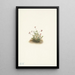 Canneberge petite Oxycoccus palustris - Mary Vaux Walcott — ingelijst kunstwerk aan de muur