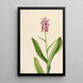 Orchidee franjeorchidee voorpaars Habenaria psychodes - Mary Vaux Walcott — ingelijst kunstwerk aan de muur