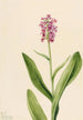 Orchidee franjeorchidee voorpaars Habenaria psychodes - Mary Vaux Walcott — weergave van het kunstwerk
