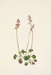 Petite pyrole Pyrola minor - Mary Vaux Walcott — weergave van het kunstwerk