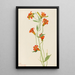 Petit lis tigré Lilium parvum - Mary Vaux Walcott — ingelijst kunstwerk aan de muur