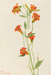 Petit lis tigré Lilium parvum - Mary Vaux Walcott — weergave van het kunstwerk