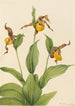 Klein Vénus-sabotje Cypripedium parviflorum schilderij - Mary Vaux Walcott — weergave van het kunstwerk