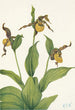 Klein Vénus-schoenblad geel Cypripedium parviflorum schilderij - Mary Vaux Walcott — weergave van het kunstwerk