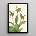 Klein Vénus-schoenblad geel Cypripedium parviflorum schilderij - Mary Vaux Walcott — ingelijst kunstwerk aan de muur