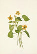 Violette jaune lisse Viola eriocarpa - Mary Vaux Walcott — weergave van het kunstwerk
