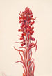 Plante des neiges Sarcodes sanguinea - Mary Vaux Walcott — weergave van het kunstwerk