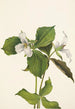 Trille des neiges Trillium grandiflorum - Mary Vaux Walcott — weergave van het kunstwerk