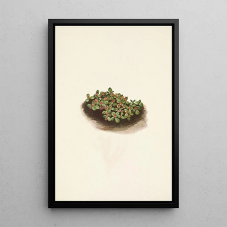 Mary Vaux Walcott - Snow Willow Salix nivalis.webp