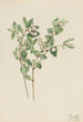 Symphorine blanche Symphoricarpos albus - Mary Vaux Walcott — weergave van het kunstwerk