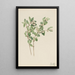 Symphorine blanche Symphoricarpos albus - Mary Vaux Walcott — ingelijst kunstwerk aan de muur