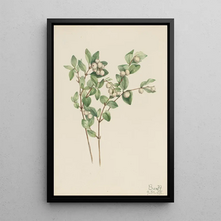 Mary Vaux Walcott - Snowberry Symphoricarpos albus.webp