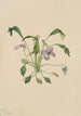 Violette à éperon du sud Viola digitata - Mary Vaux Walcott — weergave van het kunstwerk