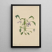 Violette à éperon du sud Viola digitata - Mary Vaux Walcott — ingelijst kunstwerk aan de muur