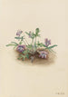 Violette de la côte sud Viola septemloba - Mary Vaux Walcott — weergave van het kunstwerk