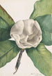 Magnolia du sud Magnolia grandiflora - Mary Vaux Walcott — weergave van het kunstwerk