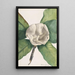 Magnolia du sud Magnolia grandiflora - Mary Vaux Walcott — ingelijst kunstwerk aan de muur