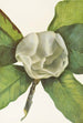 Fleur de magnolia du sud Magnolia grandiflora - Mary Vaux Walcott — weergave van het kunstwerk