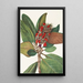Fruit de magnolia du sud Magnolia grandiflora - Mary Vaux Walcott — ingelijst kunstwerk aan de muur