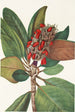 Fruit de magnolia du sud Magnolia grandiflora - Mary Vaux Walcott — weergave van het kunstwerk