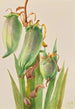 Baïonnette espagnole Yucca baccata - Mary Vaux Walcott — weergave van het kunstwerk