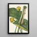 Nénuphar jaune Nymphaea advena - Mary Vaux Walcott — ingelijst kunstwerk aan de muur