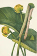 Nénuphar jaune Nymphaea advena - Mary Vaux Walcott — weergave van het kunstwerk
