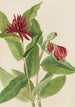 Calycanthe occidental Calycanthus occidentalis - Mary Vaux Walcott — weergave van het kunstwerk