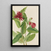 Calycanthe occidental Calycanthus occidentalis - Mary Vaux Walcott — ingelijst kunstwerk aan de muur