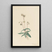 Pipsissewa tacheté Chimaphila maculata - Mary Vaux Walcott — ingelijst kunstwerk aan de muur