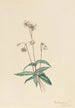 Pipsissewa tacheté Chimaphila maculata - Mary Vaux Walcott — weergave van het kunstwerk