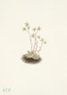 Saxifrage tachetée Saxifraga bronchialis - Mary Vaux Walcott — weergave van het kunstwerk