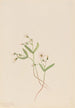 Claytonie de printemps Claytonia lanceolata - Mary Vaux Walcott — weergave van het kunstwerk
