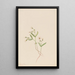 Claytonie de printemps Claytonia lanceolata - Mary Vaux Walcott — ingelijst kunstwerk aan de muur