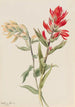 Stachys des marais - Mary Vaux Walcott — weergave van het kunstwerk