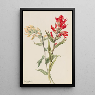 Mary Vaux Walcott - Stachys palustria.webp