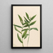 Vagnera étoilée Vagnera stellata - Mary Vaux Walcott — ingelijst kunstwerk aan de muur