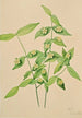 Fusain d'Amérique Euonymus americanus - Mary Vaux Walcott — weergave van het kunstwerk