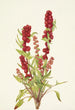 Chénopode fraise Chenopodium capitatum - Mary Vaux Walcott — weergave van het kunstwerk