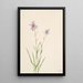 Aster des marais Aster paludosus - Mary Vaux Walcott — ingelijst kunstwerk aan de muur