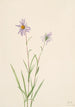 Aster des marais Aster paludosus - Mary Vaux Walcott — weergave van het kunstwerk