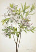 Azalée des marais Azalea viscosa - Mary Vaux Walcott — weergave van het kunstwerk