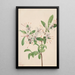 Azalée douce Azalea arborescens - Mary Vaux Walcott — ingelijst kunstwerk aan de muur