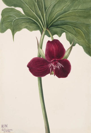 Mary Vaux Walcott - Sweet Trillium Trillium vasyi.webp