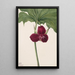 Trille doux Trillium vasyi - Mary Vaux Walcott — ingelijst kunstwerk aan de muur