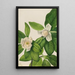 Magnolia à feuilles persistantes Magnolia virginiana - Mary Vaux Walcott — ingelijst kunstwerk aan de muur